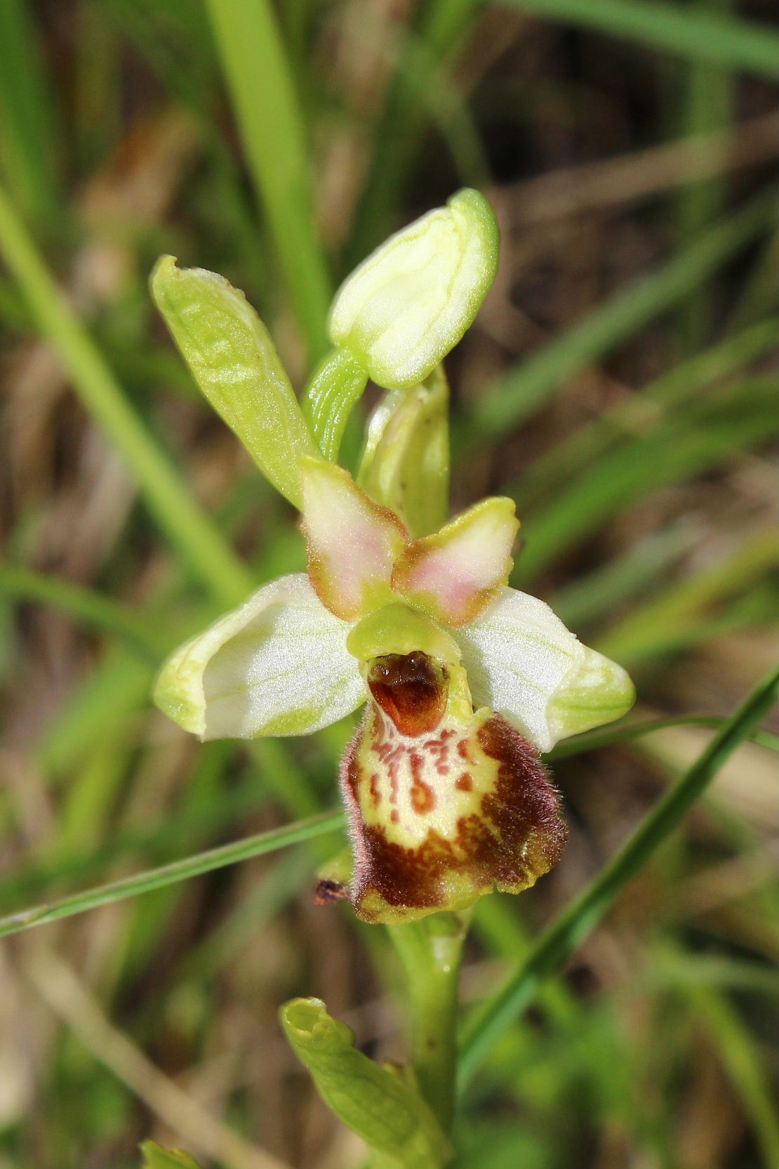 Lusus di Ophrys n.d.